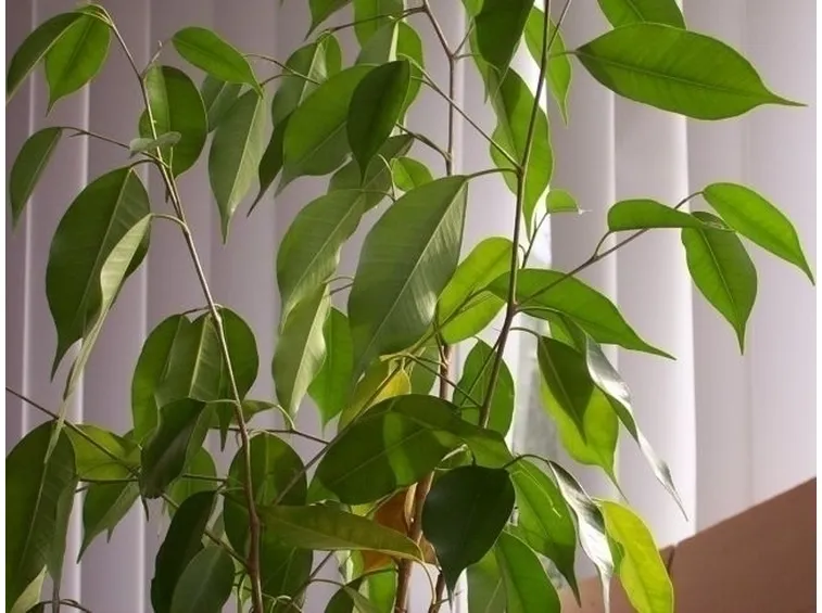 cura del ficus benjamin