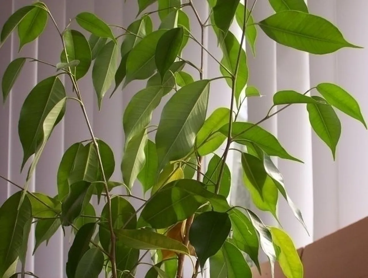 cura del ficus benjamin