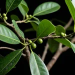 Il rientro in casa: perché il ficus benjamin reagisce perdendo le foglie