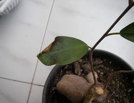 malattie del ficus benjamin-2
