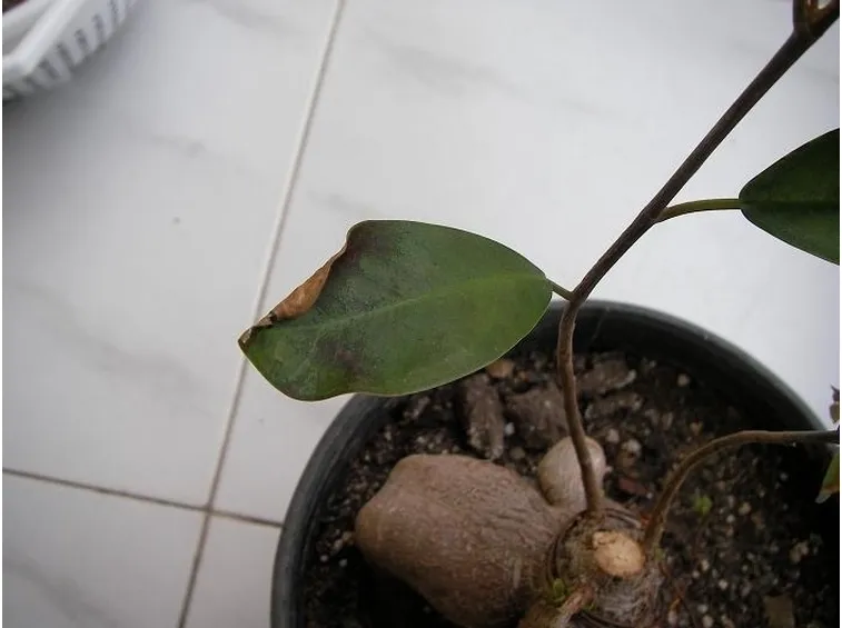 malattie del ficus benjamin-2