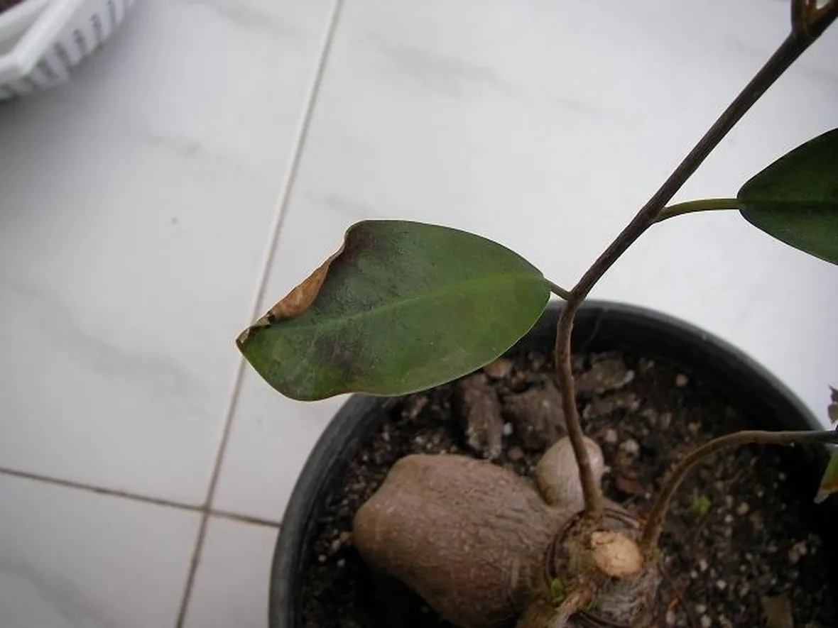 malattie del ficus benjamin-2