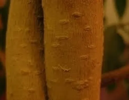 malattie del ficus benjamin-4