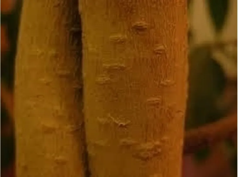 malattie del ficus benjamin-4