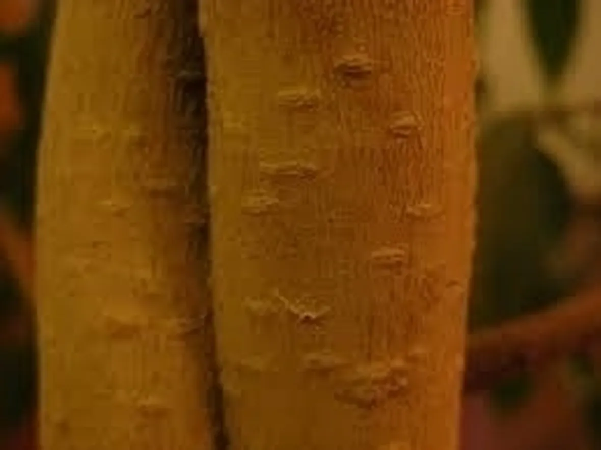 malattie del ficus benjamin-4