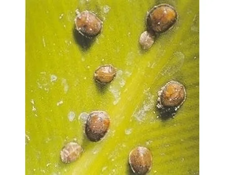 malattie del ficus benjamin-5
