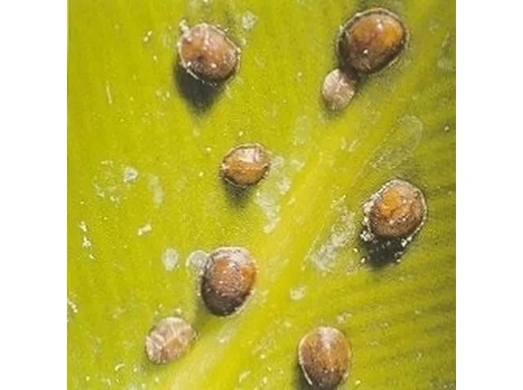 malattie del ficus benjamin-5