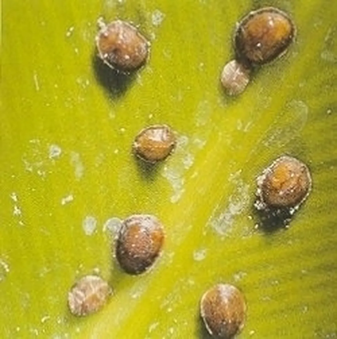 malattie del ficus benjamin-5