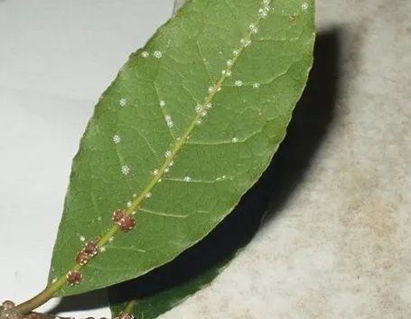 malattie del ficus benjamin-6