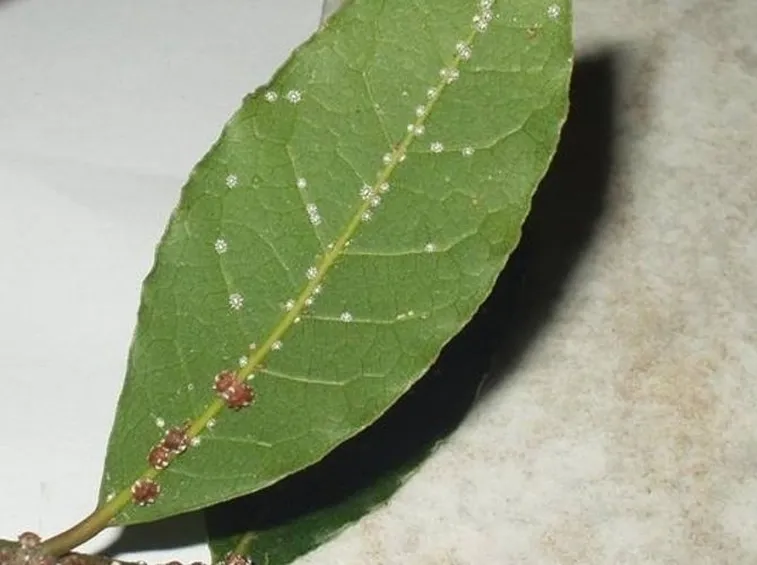malattie del ficus benjamin-6