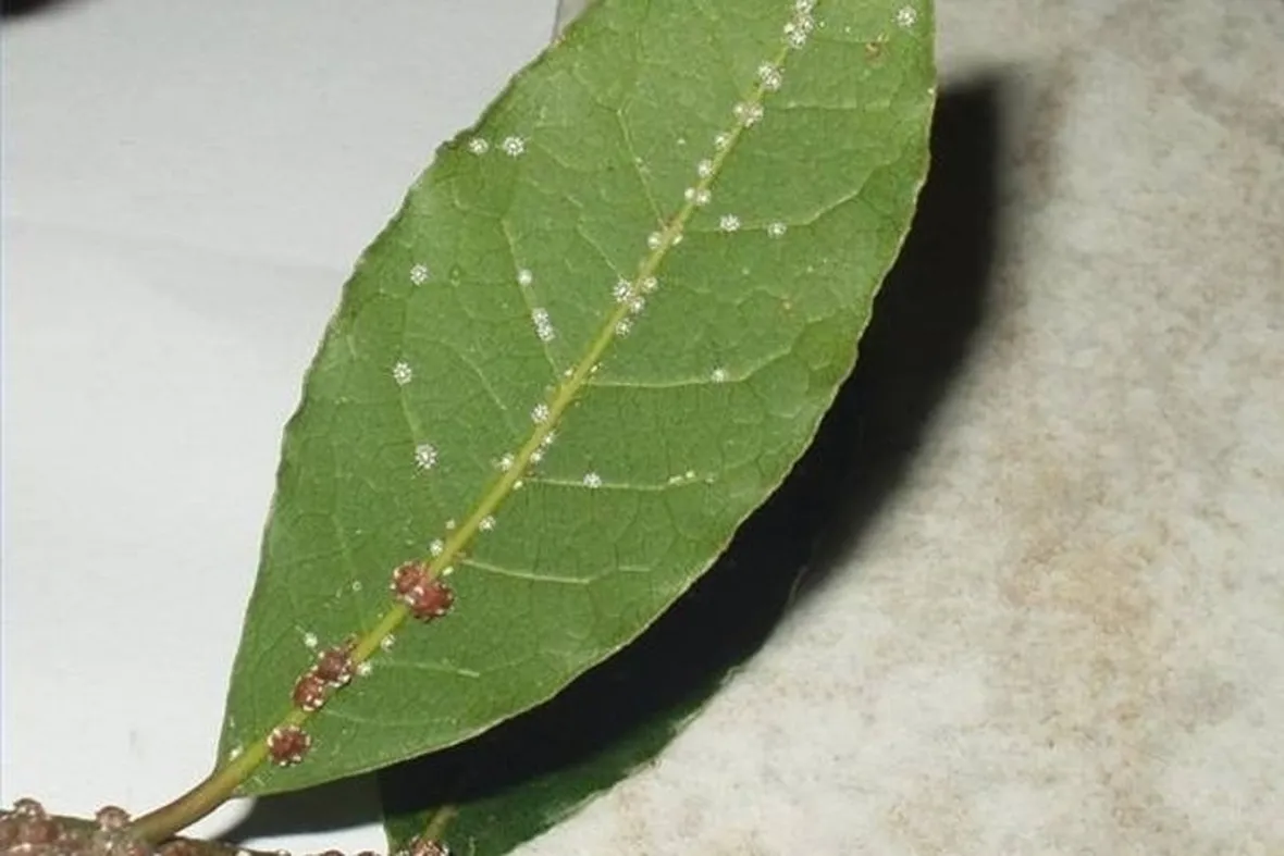 malattie del ficus benjamin-6