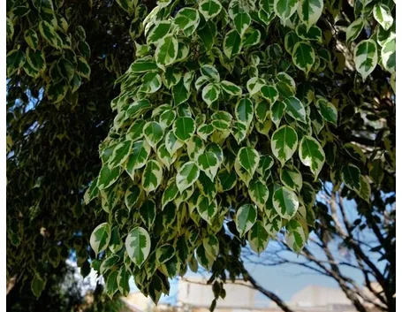 malattie del ficus benjamin-7