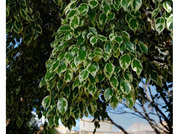 malattie del ficus benjamin-7