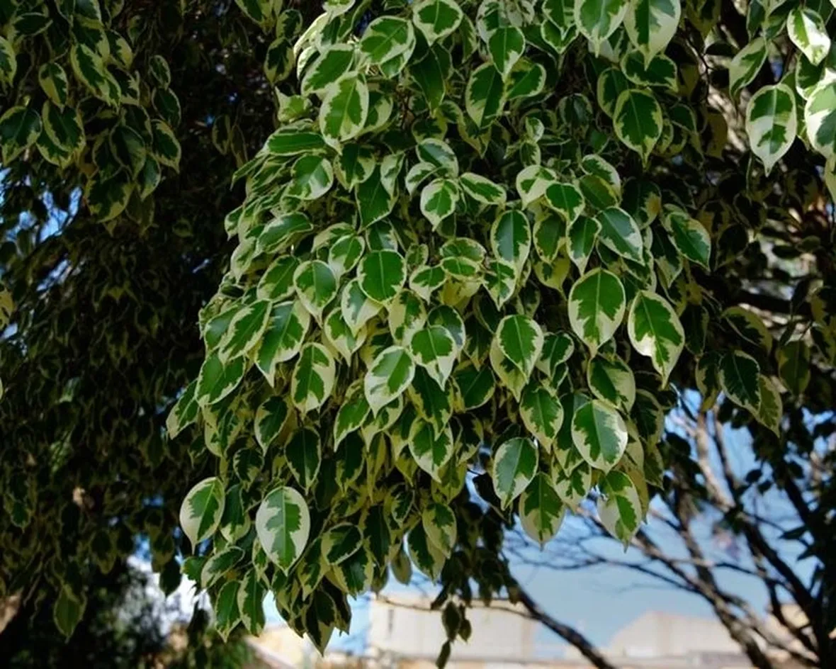malattie del ficus benjamin-7