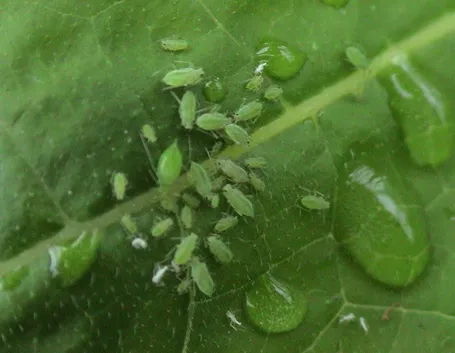 malattie del ficus benjamin-8