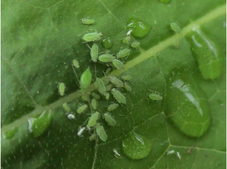 malattie del ficus benjamin-8