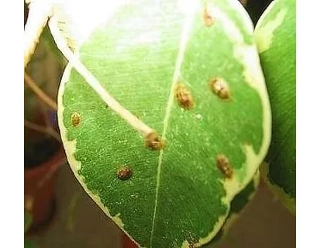 malattie del ficus benjamin-9