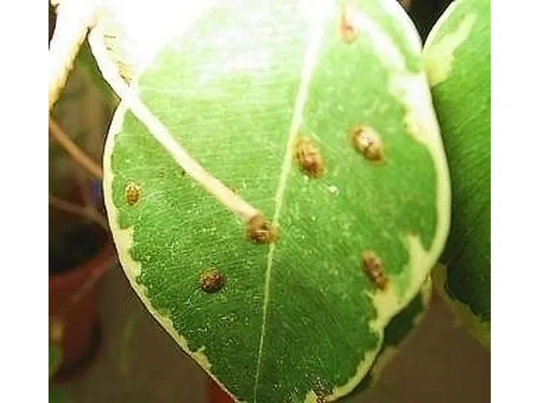 malattie del ficus benjamin-9
