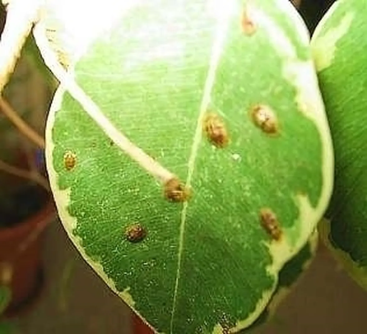 malattie del ficus benjamin-9