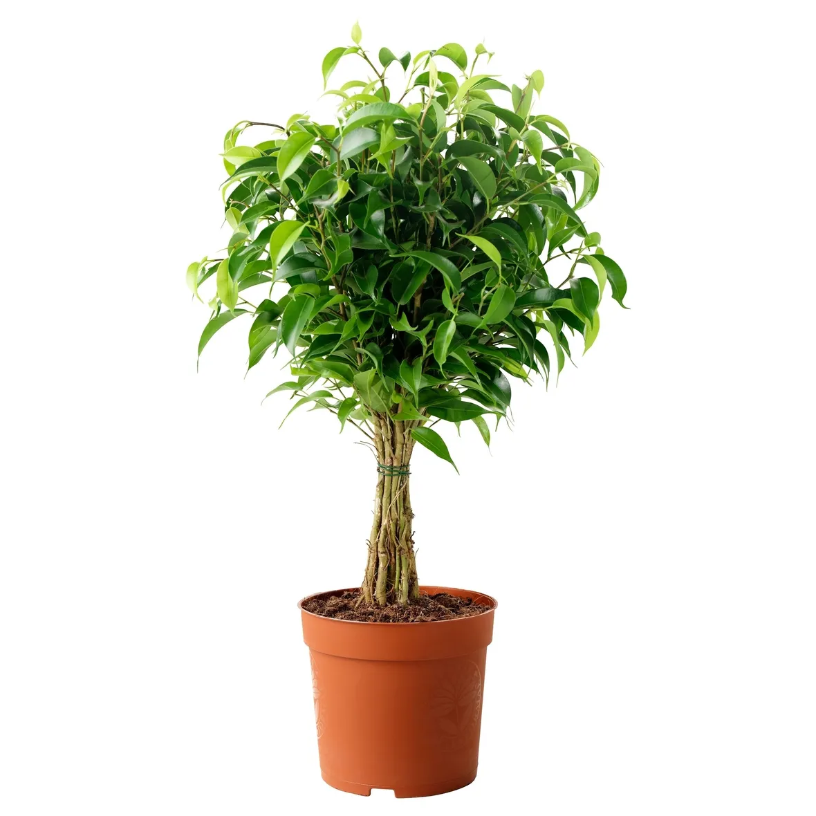 parassiti del ficus benjamin-1