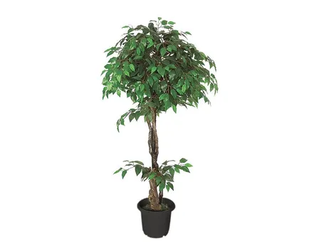 Parassiti del Ficus Benjamin-1