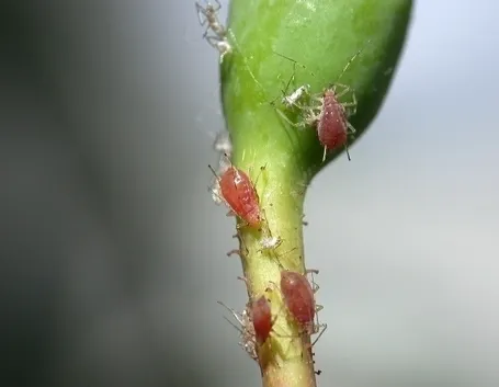 Parassiti del Ficus Benjamin