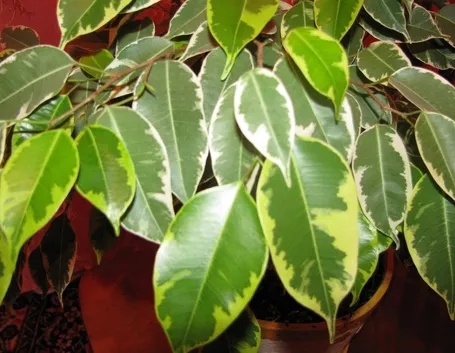 parassiti del ficus benjamin