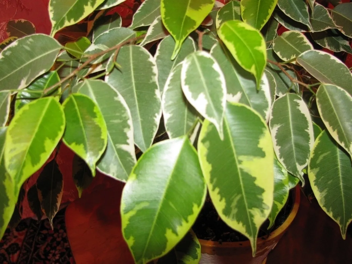 parassiti del ficus benjamin