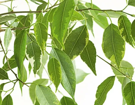 Parassiti del Ficus Benjamin