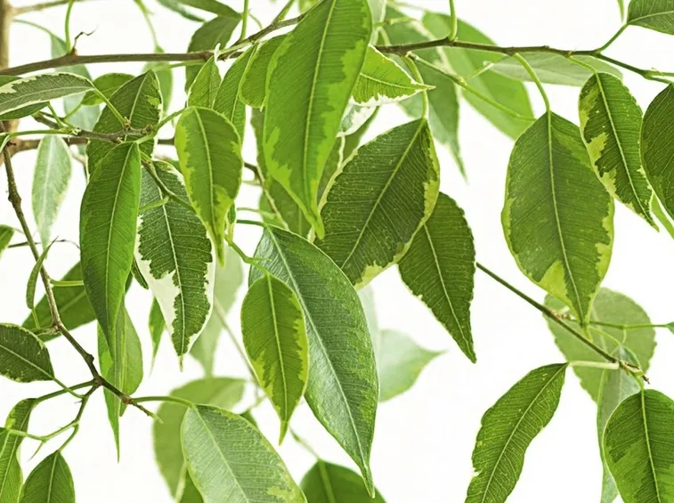 Parassiti del Ficus Benjamin