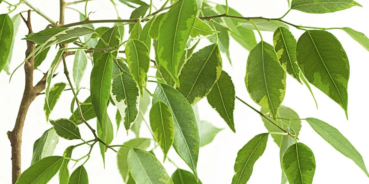 Parassiti del Ficus Benjamin