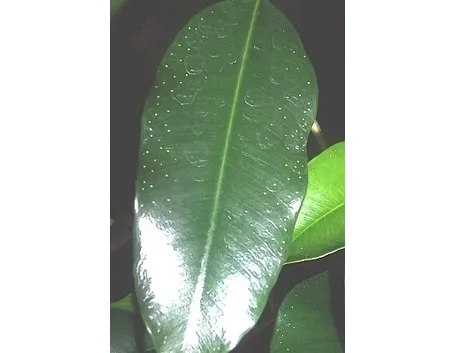 parassiti del ficus benjamin