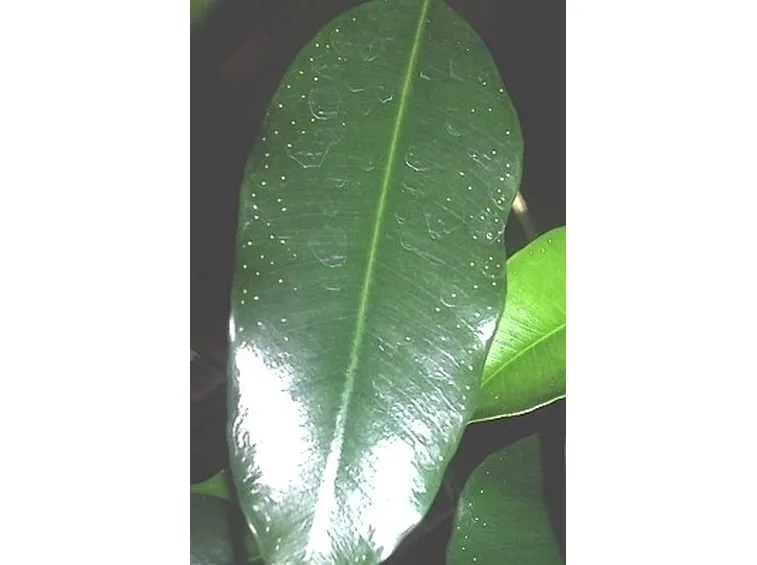 parassiti del ficus benjamin