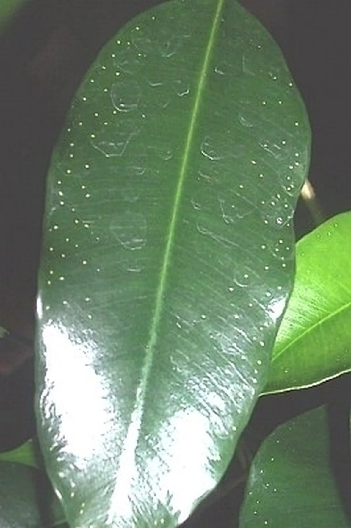 parassiti del ficus benjamin