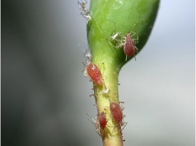 Parassiti del Ficus Benjamin