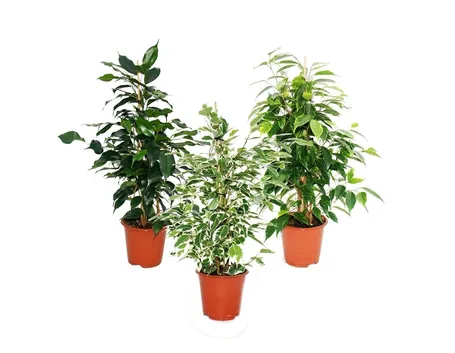 Parassiti del Ficus Benjamin
