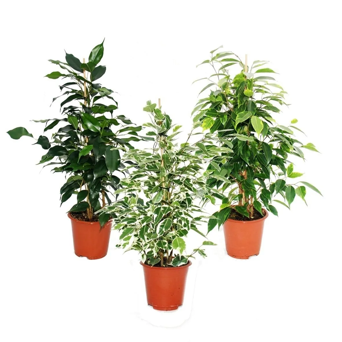 Parassiti del Ficus Benjamin