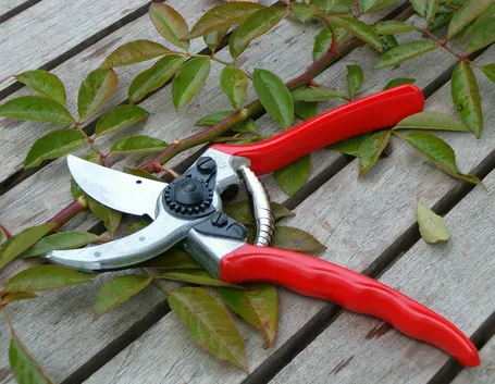 potare i ficus benjamin