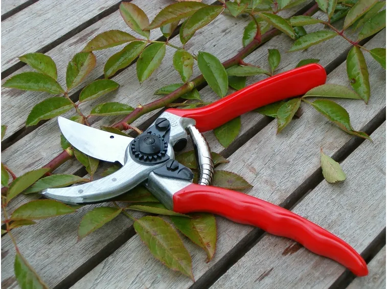 potare i ficus benjamin