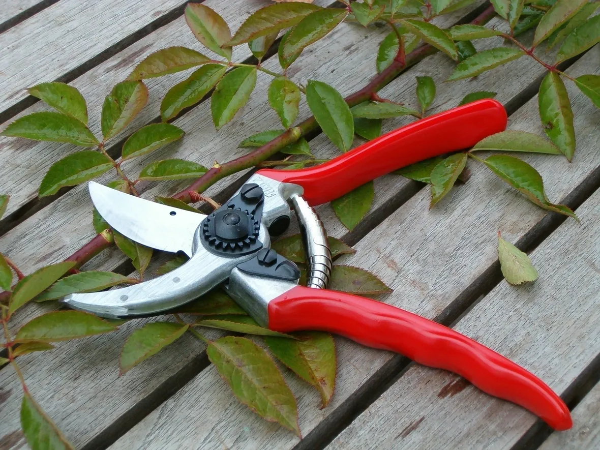 potare i ficus benjamin
