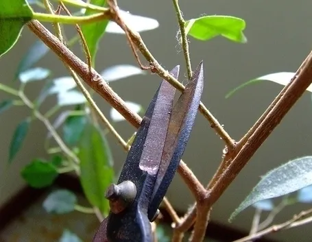 potare il ficus benjamin-2