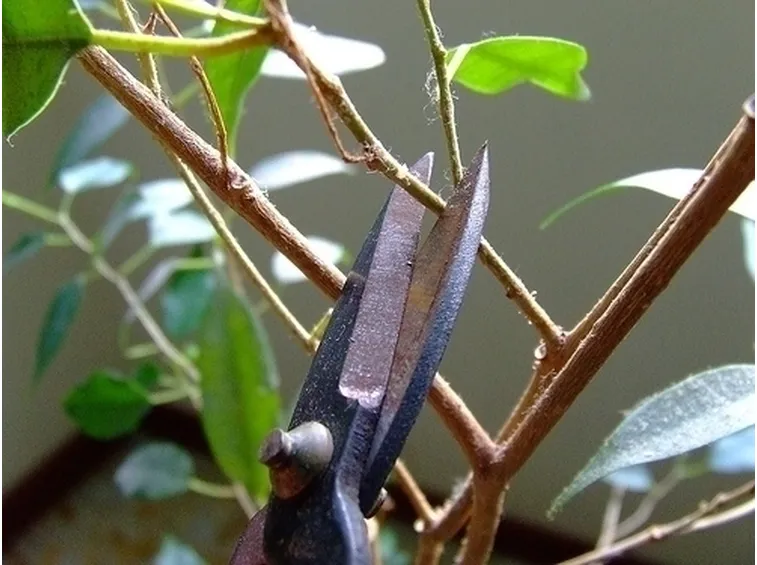 potare il ficus benjamin-2