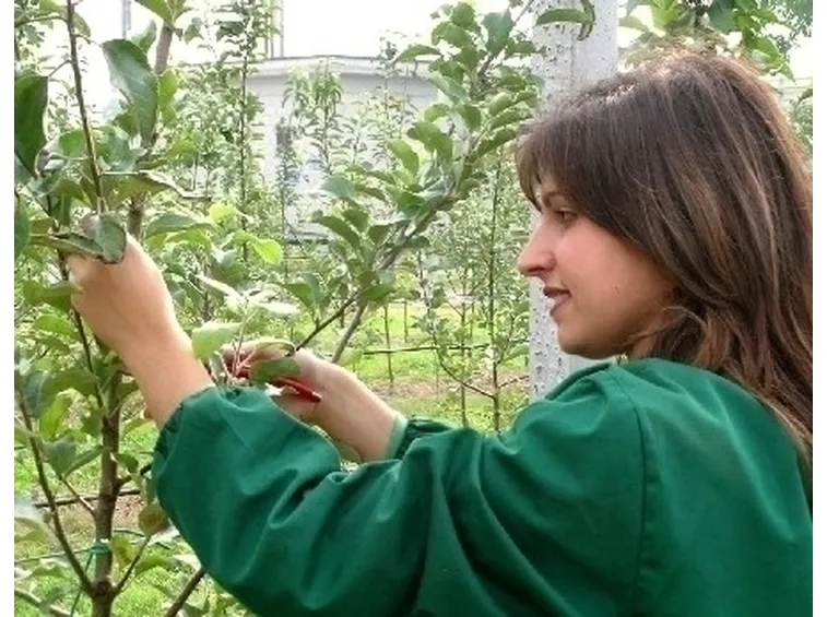 potare il ficus benjamin-3