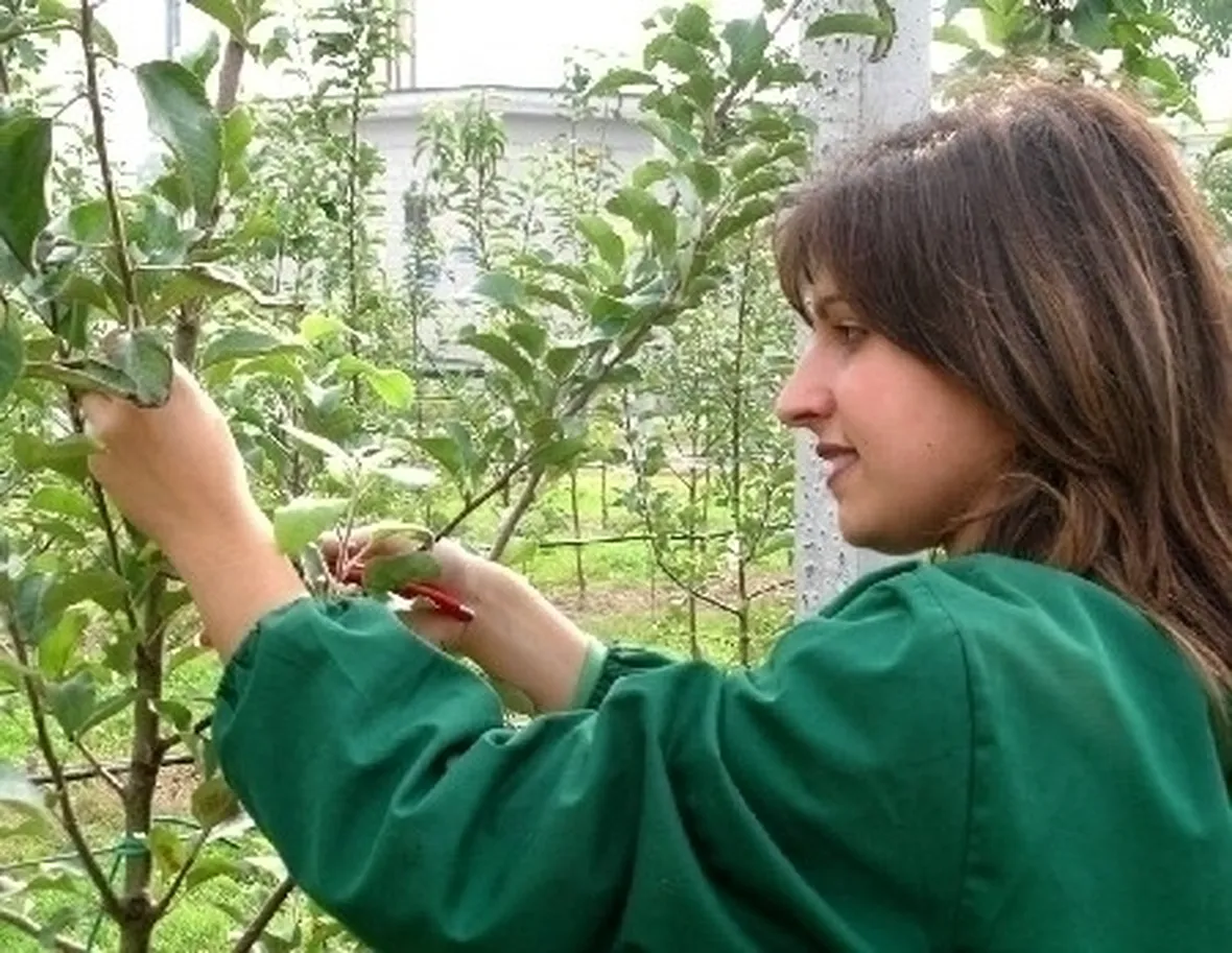 potare il ficus benjamin-3