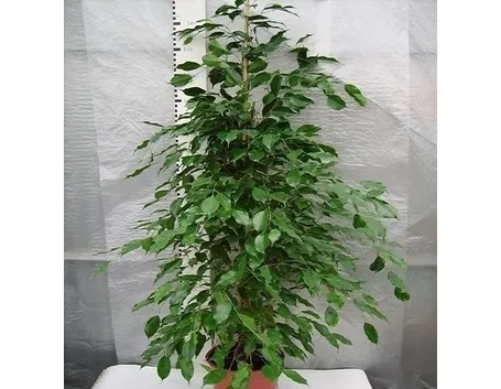 potare il ficus benjamin-4
