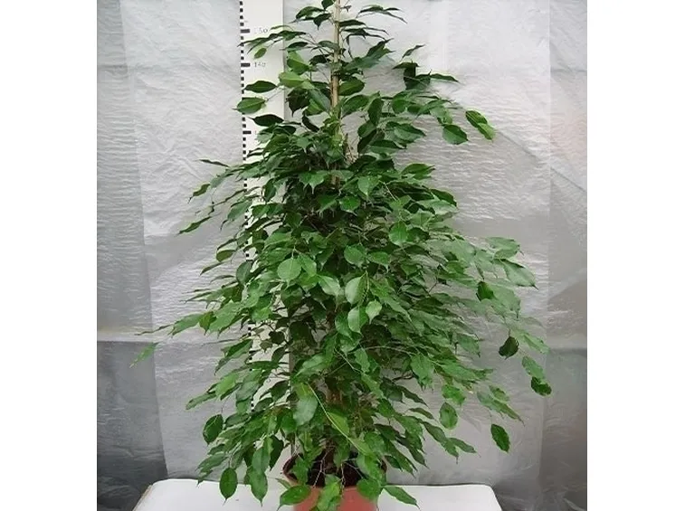 potare il ficus benjamin-4