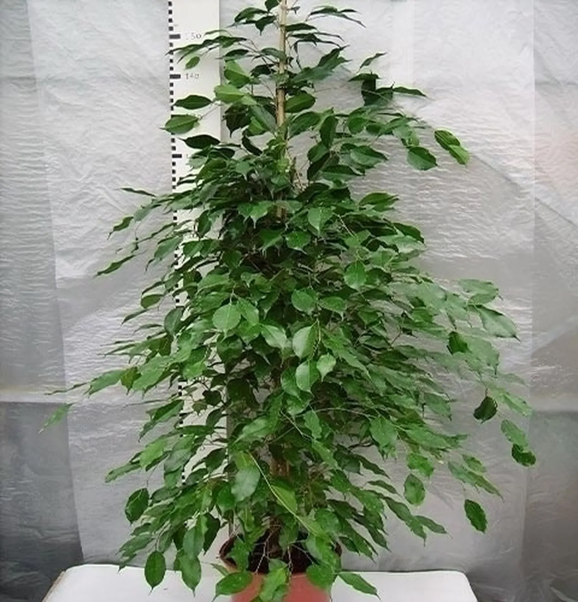 potare il ficus benjamin-4