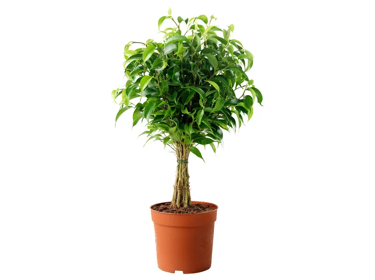 potare il ficus benjamin-5