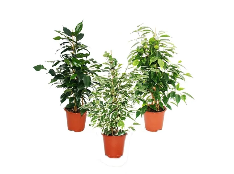 potare il ficus benjamin