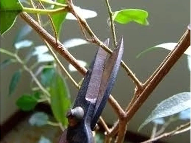 potare un ficus benjamin-1